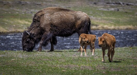 Two bison calfs with an adult