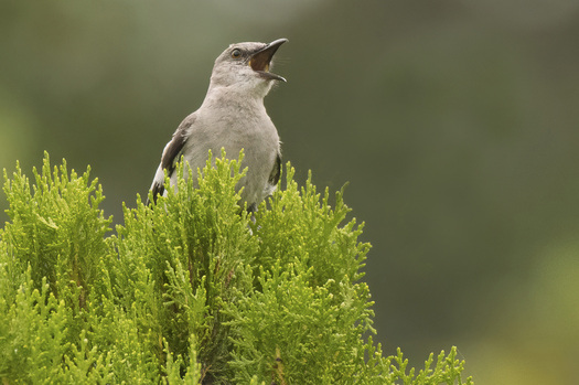 Singing Mockingbird
