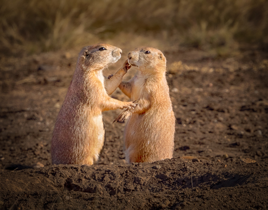 Two prairie dogs touching each other