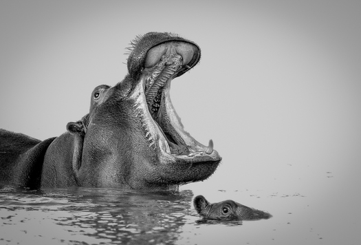 Yawning adult hippo with baby
