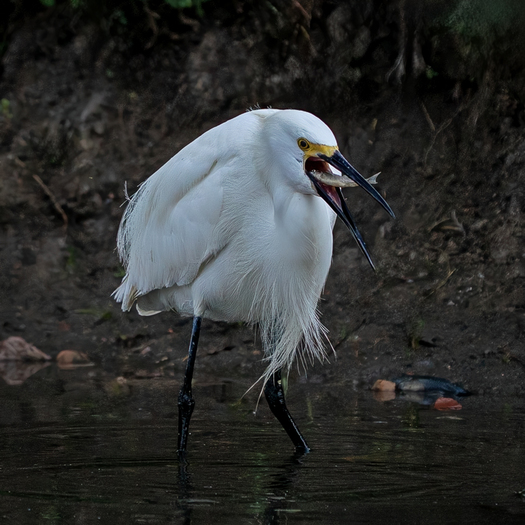 Snowy Egret about to swallow a small fish.