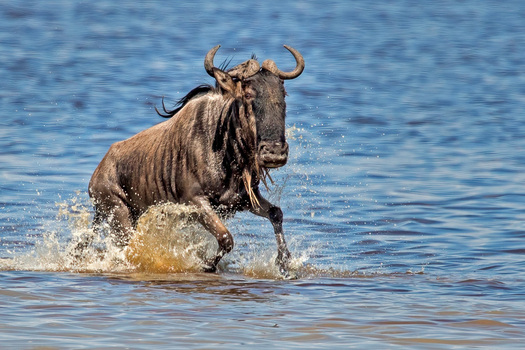 Wildebeest runnibfg through water