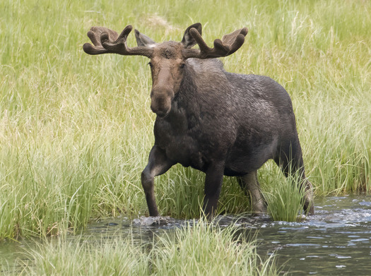 Moose wading through a marsh.