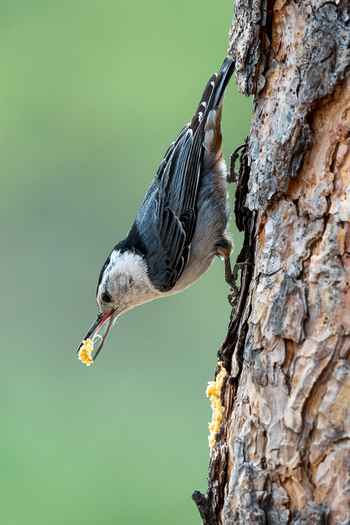 Bird going down a tree trunk with food in its outh