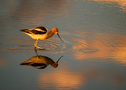 American Avocet in early light