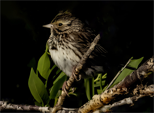 Sparrow on a branch