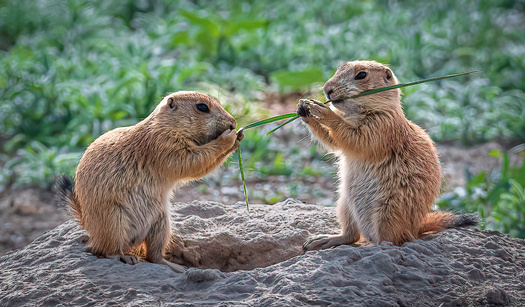 Two prairie dogs sharing a blade of grass