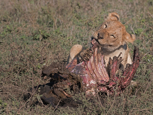 Young lion chewing on a carcass