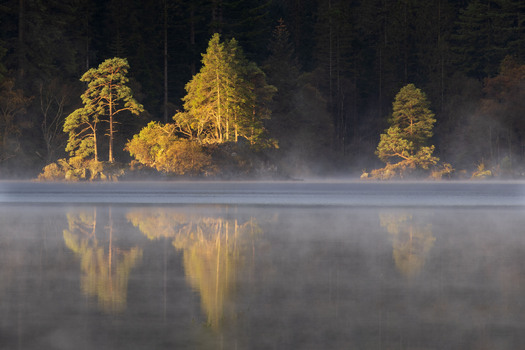 Trees and forest reflected in water