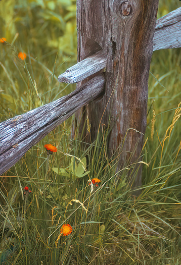 Flowers near a fence