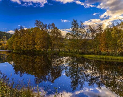 Trees and mountains reflected in water