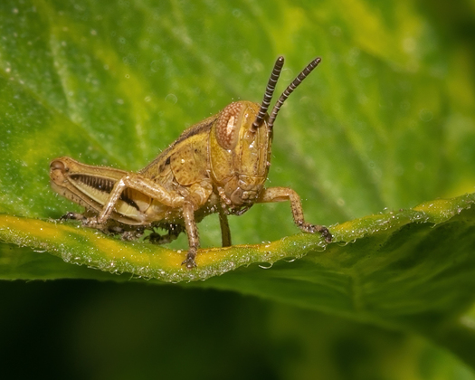 Grasshopper on a leaf