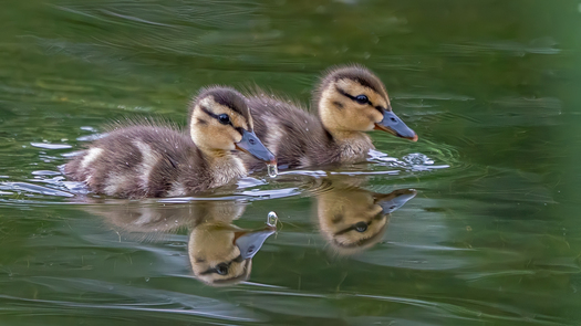 two ducklings