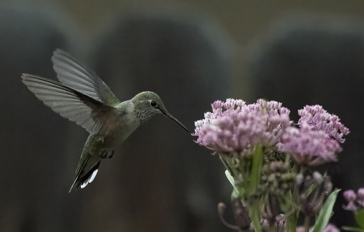 Hummingbird visiting a fdlower