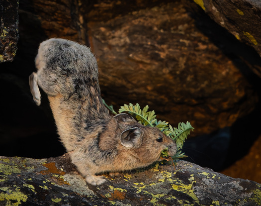 A pika carrying vegitation