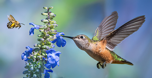 A bee and a hummingbird approaching a flowering plant from opposite sideas