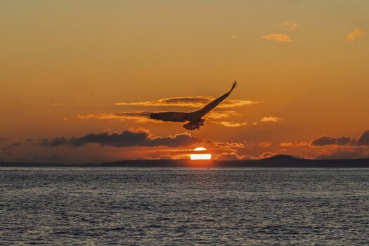 Sunrise with a silhouetted raptor over water