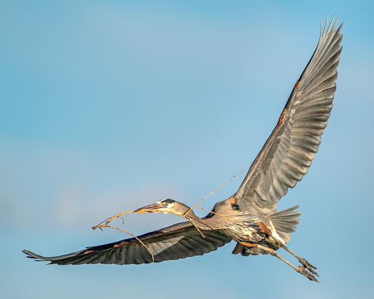 Great blue heron flying with nesting material in its beak