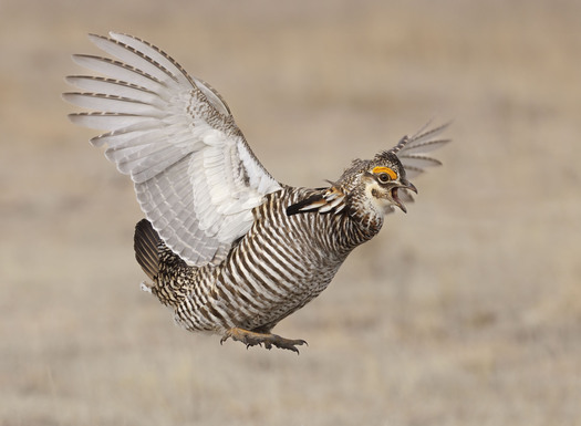 A low-flying prairie chicken with its wings spread