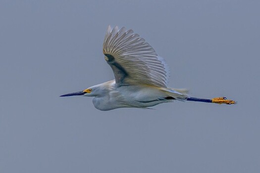 A snowy egret in flight
