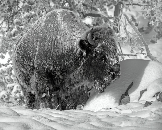 Bison in snow
