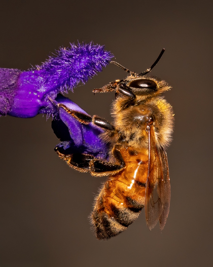 Bee on a flower