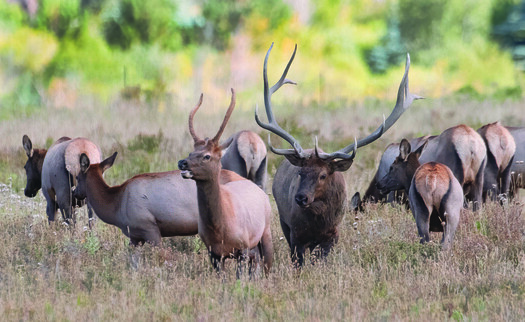 A group of female elks with a young male and a fully mature male.