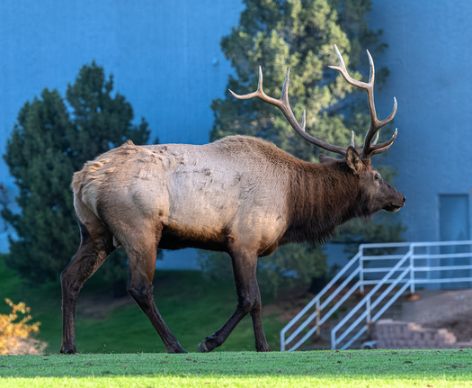 Bull Elk in an urban setting