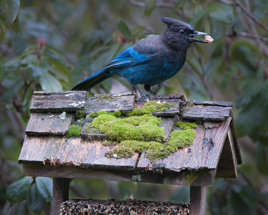 Steller's Jay on a moss-covered bird feeder