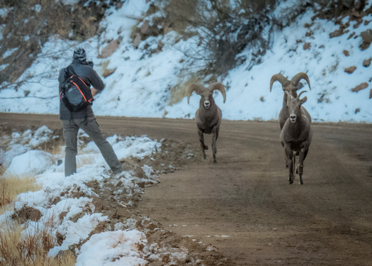 Three Bighorn Sheep going down a dirt road next to a photographer