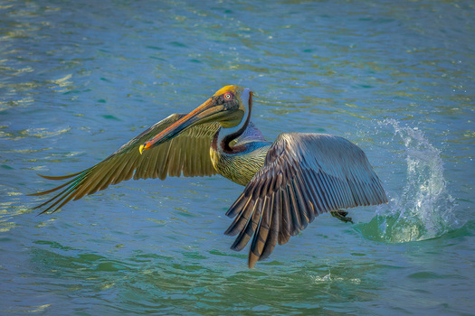 Pelican taking off.