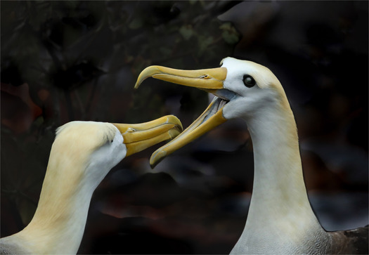 Large white birds interacting