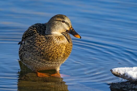 Female mallard standing in water next to a snow-covered onject