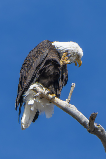 Perched bald eagle scratching itself
