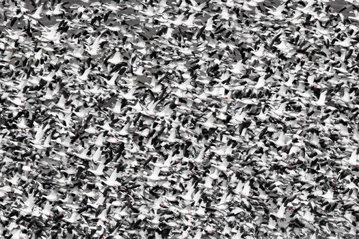 Hundreds, perhaps thousands, of flying snow geese