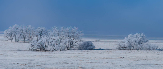 Snow-covered field with clumps of frozen trees