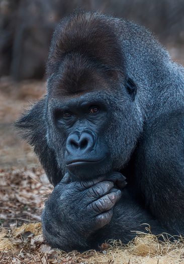 Gorilla looking forward and holding its chin