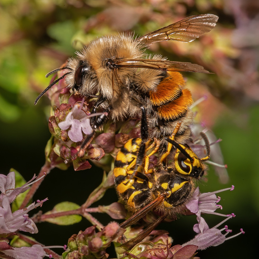 Two bees in contact with each other