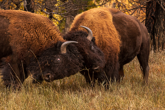 Two bison butting heads