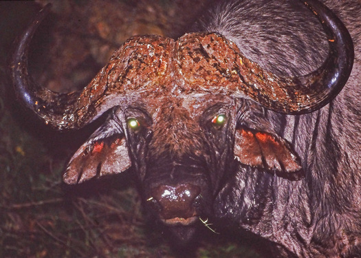 Cape Bufflo face and eyes