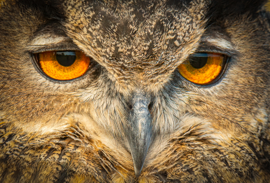 Owl eyes