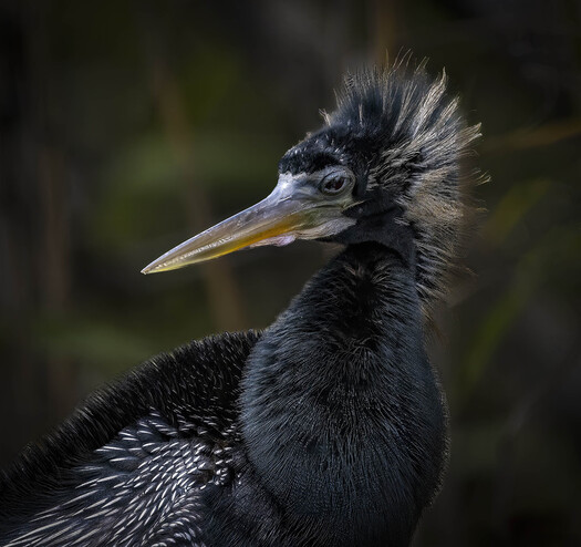 Immature anhinga