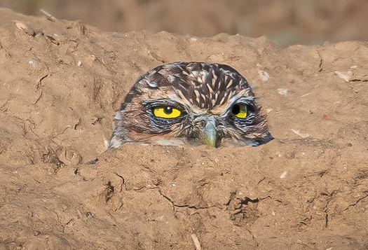 Burrowing owl looking oout from its hole