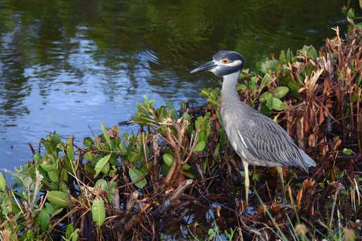 Yekkow-crowned night heron next to water