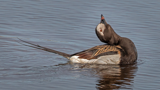 Male long-tasiled duck with its head raised