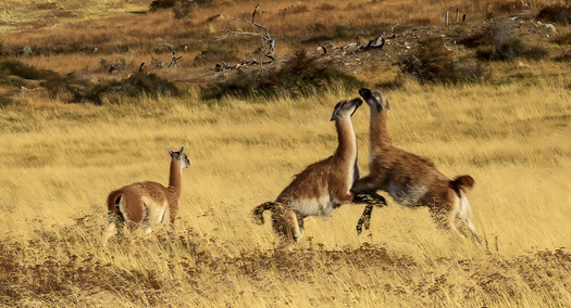 Two guanacos sparring while a third one watches.