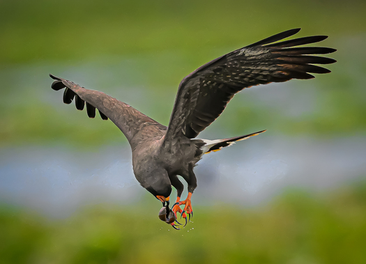 Flying snail kite transferring a snail from its beak to its claws.