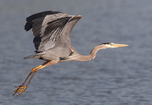 Flying great blue heron with raised wings,