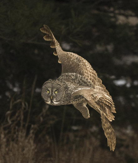 Flying great gray owl facing the camera