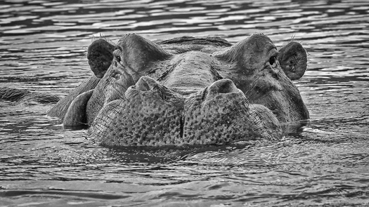 Partially submerged hippopotamus looking straight ahead